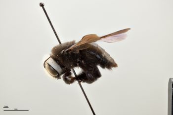 Media type: image;   Entomology 810832 Aspect: habitus lateral view
